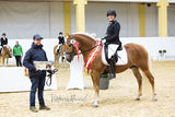 Salzburger Haflinger überzeugten beim  Bundeschampionat.jpg