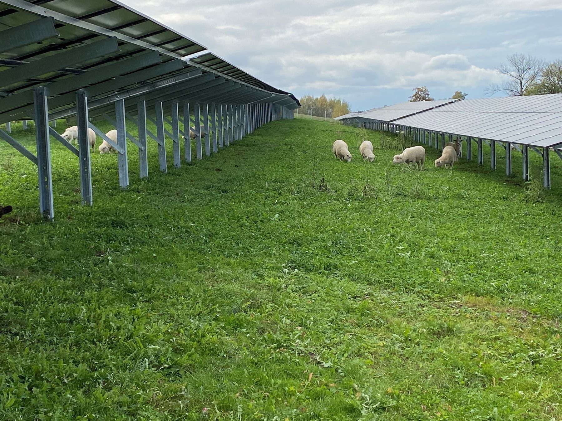 Schafe in PV-Freifläche.jpg