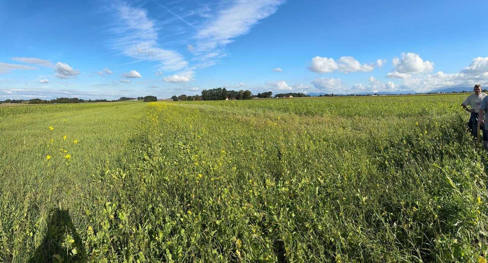 Besichtigt wurden der BIO Landesmaissortenversuch und verschiedene Zwischenfruchtversuche vor der Folgekultur Mais 🌽 und Soja. TOP 👍 Bestände. Danke an Benedikt  B. für die Bereitstellung der Flächen. Danke an die Saatgutfirmen für die Präsentationen der Maissorten. Danke an Robert Schütz für den Überblick über die Neuerungen im ÖPUL und Konditionalitäten. Super wars‘s.