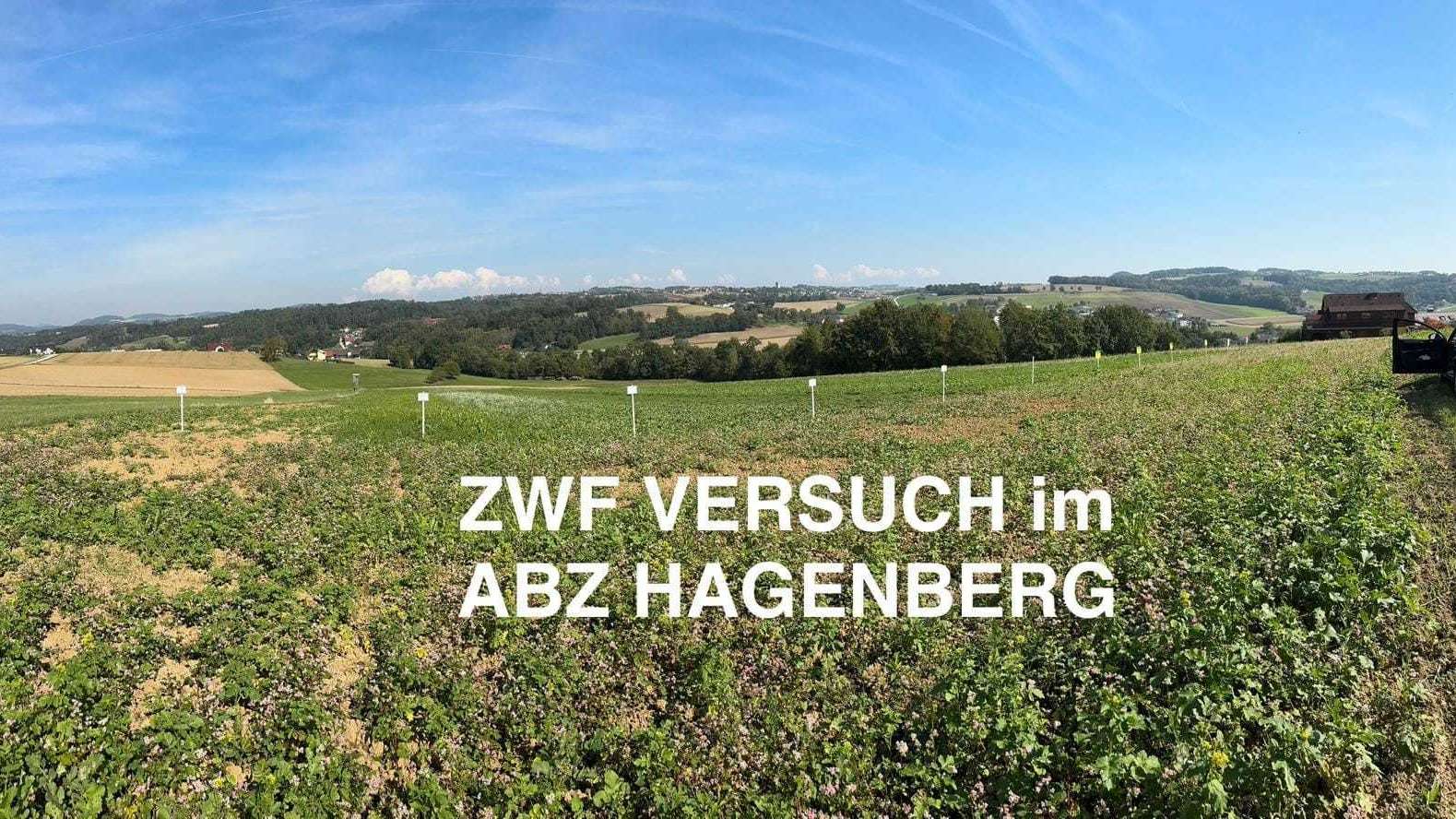 Eindrücke vom Zwischenfruchtversuch im ABZ Hagenberg, 23. September 2024