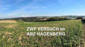 Eindrücke vom Zwischenfruchtversuch im ABZ Hagenberg, 23. September 2024