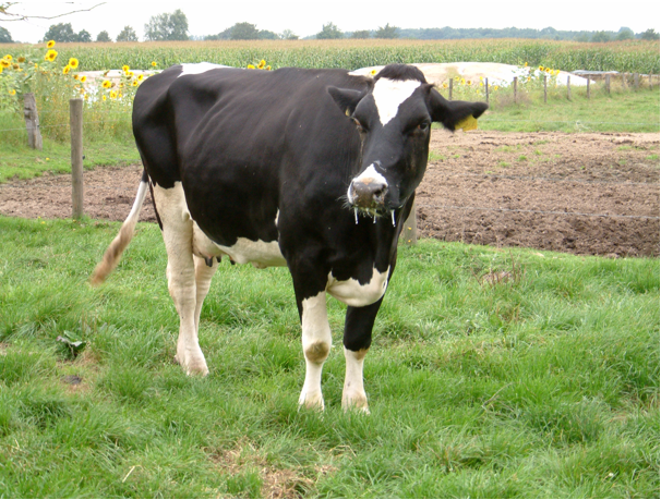 Blauzungenkrankheit.png © Dr. Holsteg Blauzungenkrankheit.png © Dr. Holsteg