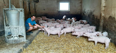 Babyferkelstall auf Stroh b.jpg © LKOÖ/Derntl Babyferkelstall auf Stroh b.jpg © LKOÖ/Derntl