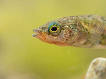 Stichling dreistachelig 4c©AdobeStock_470911580 (Mittel).jpg © Adobe Stock Stichling dreistachelig 4c©AdobeStock_470911580 (Mittel).jpg © Adobe Stock
