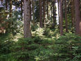 Klimafitter_Wald © LK/Reh