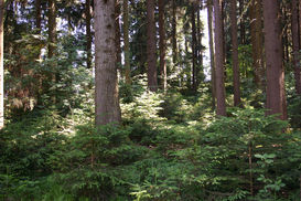 Klimafitter Wald.jpg