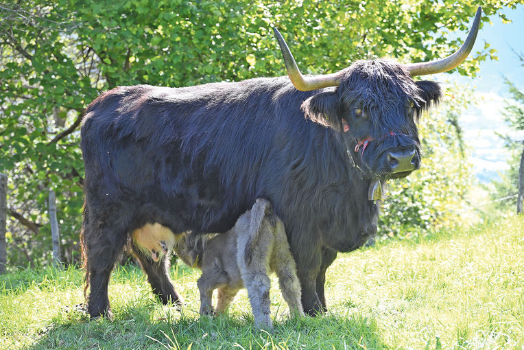 Perspektive für kleine Betriebe schaffen.jpg © Mooslechner Perspektive für kleine Betriebe schaffen.jpg © Mooslechner