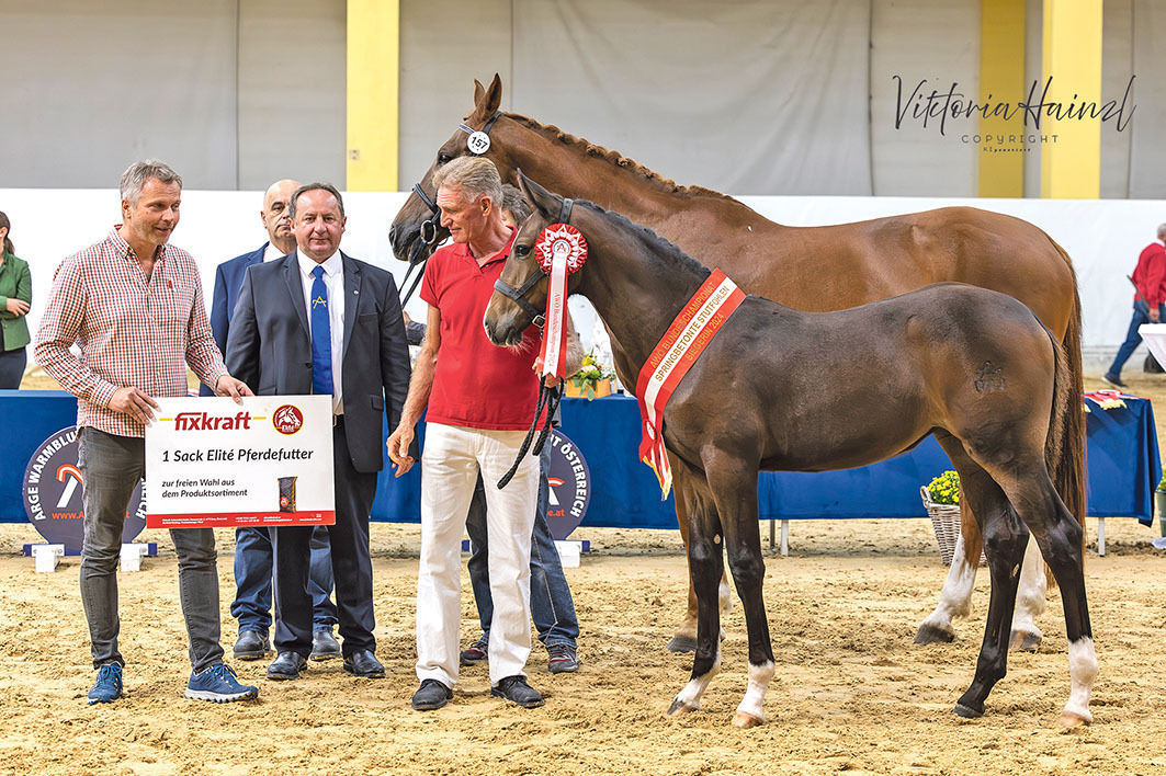 Salzburger Warmblutzüchter stellen   zwei Bundeschampions 	.jpg