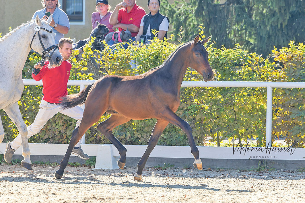 Salzburger Warmblutzüchter stellen   zwei Bundeschampions 	.jpg