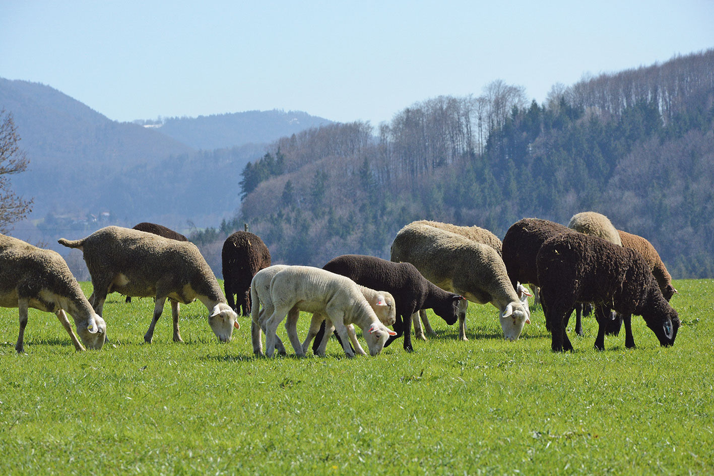 Arbeitskreise lassen den eigenen Betrieb kennenlernen .jpg © Salzburger Landesverband für Schafe und Ziegen