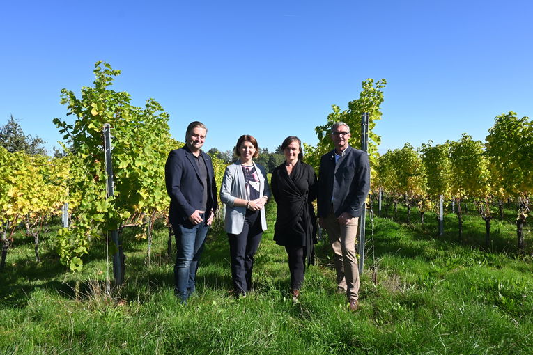 PK Weinlese LK OÖ (13).jpg © Landwirtschaftskammer OÖ PK Weinlese LK OÖ (13).jpg © Landwirtschaftskammer OÖ