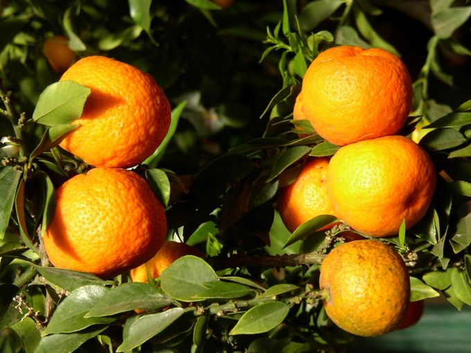 Gartentipp Foto Kübelpflanzen winterfit machen.jpg