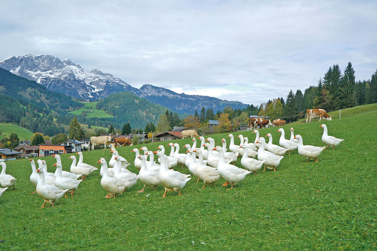 Vier Säulen sichern den Betriebserfolg.jpg