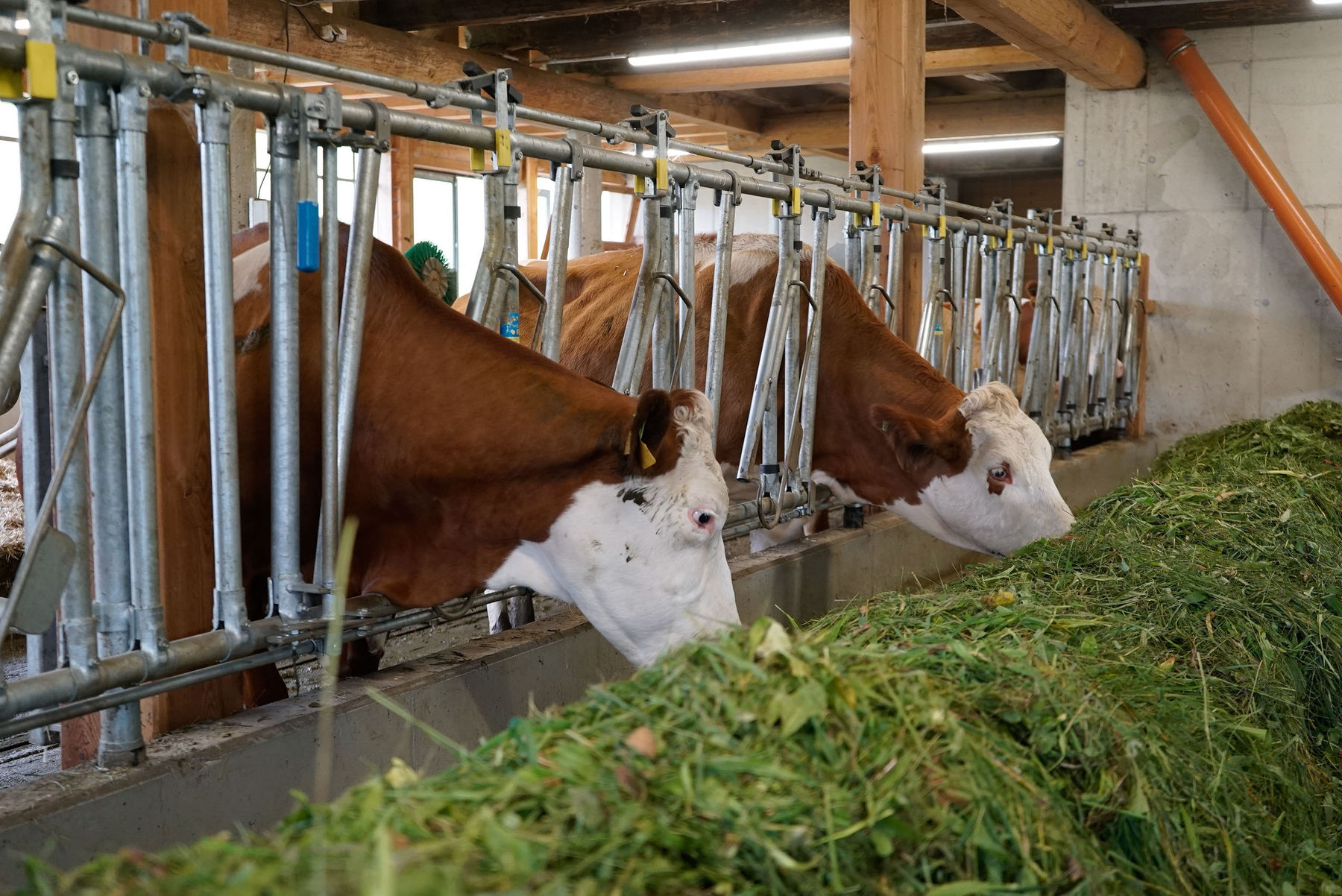 Vier Säulen sichern den Betriebserfolg.jpg © Michael Hatheier Vier Säulen sichern den Betriebserfolg.jpg © Michael Hatheier