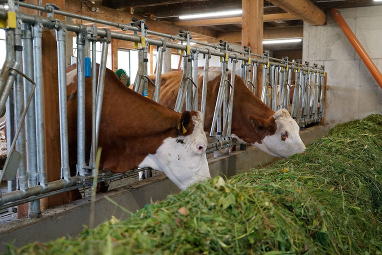 Vier Säulen sichern den Betriebserfolg.jpg © Michael Hatheier Vier Säulen sichern den Betriebserfolg.jpg © Michael Hatheier