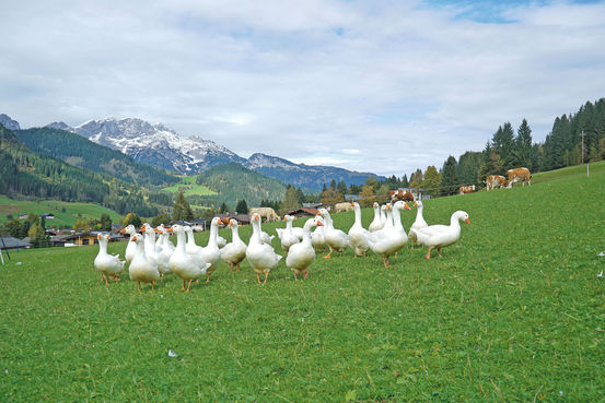 Vier Säulen sichern den Betriebserfolg.jpg