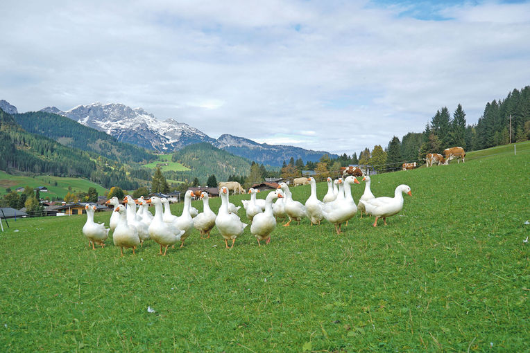 Vier Säulen sichern den Betriebserfolg.jpg