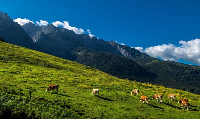 Klimaschutz Rinder.jpg © Grafxart/stock.adobe.com Klimaschutz Rinder.jpg © Grafxart/stock.adobe.com