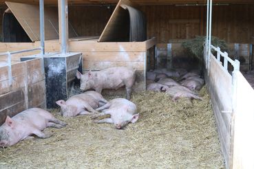 mastschweine.jpg © Archiv mastschweine.jpg © Archiv