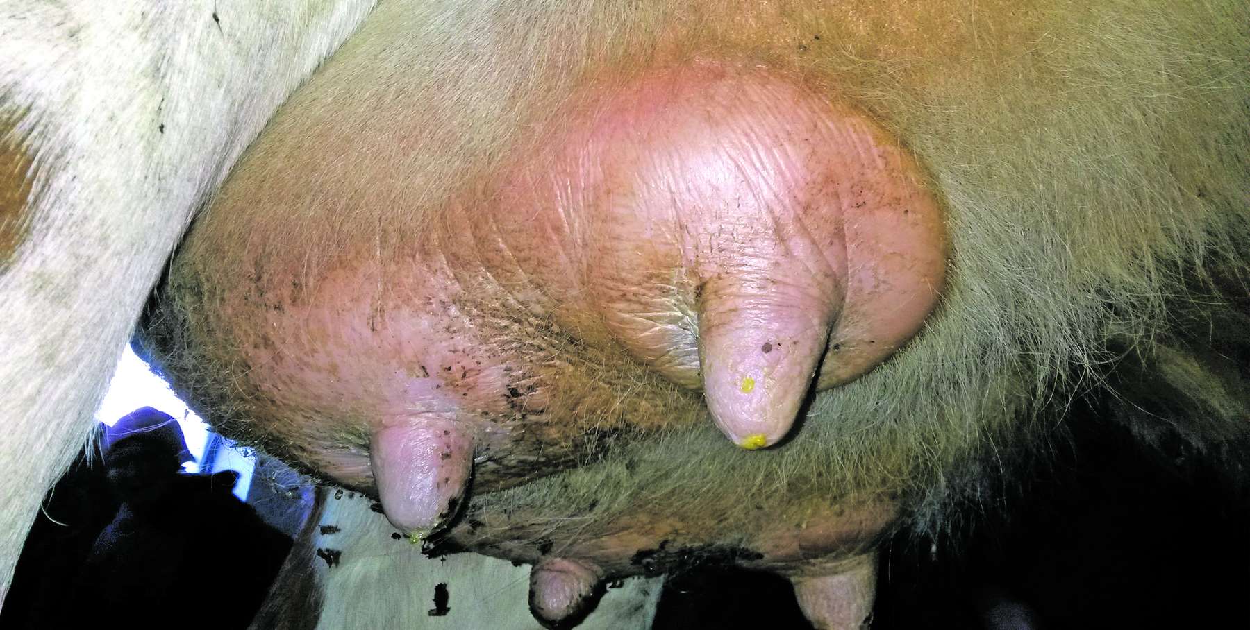 Geschwollenes Euter .jpg © Franz Groismayer Geschwollenes Euter .jpg © Franz Groismayer