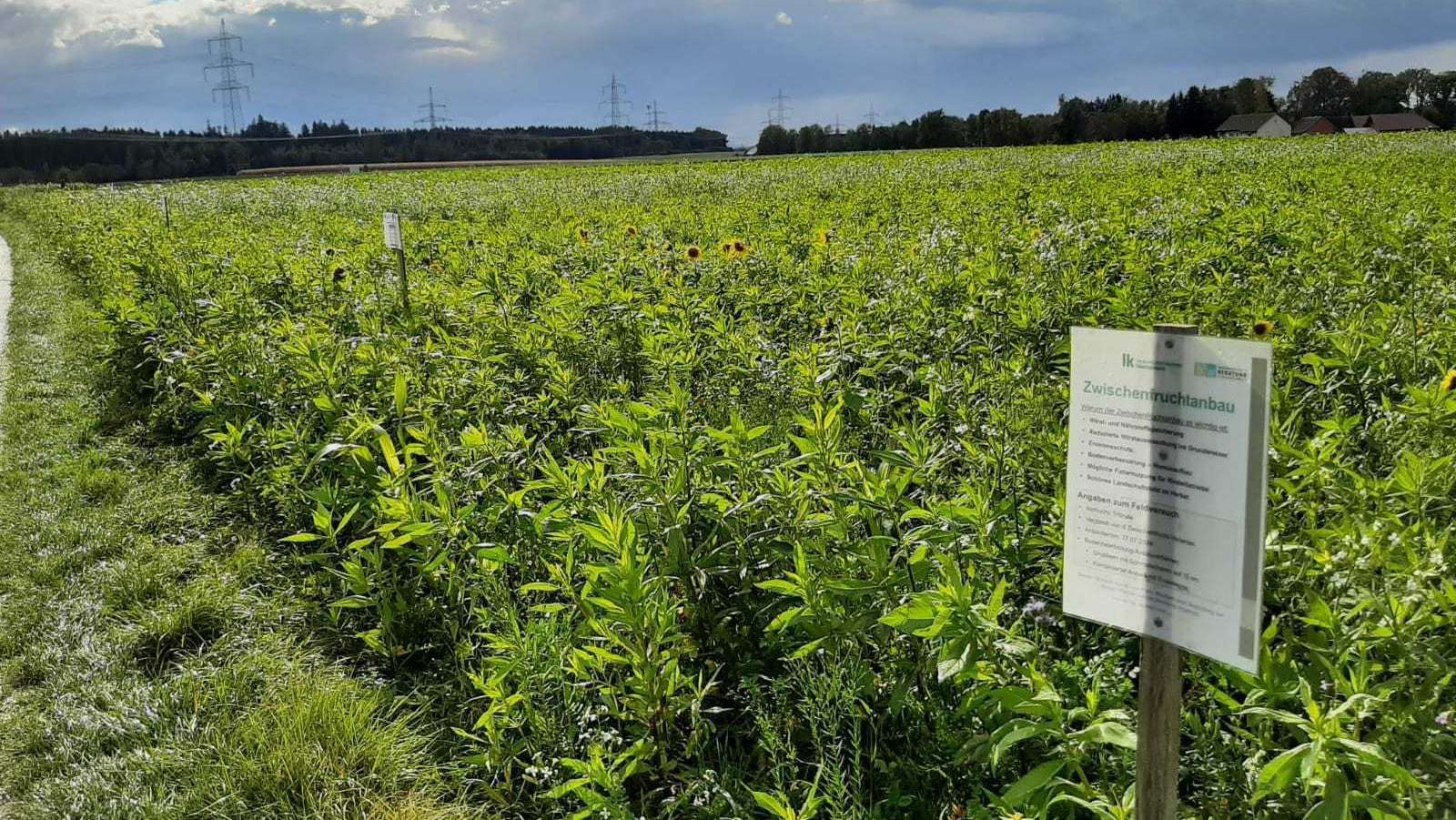 Eindrücke vom 6-Varianten-ZWF-Versuch am Standort Steinhaus, 11. Oktober 2024