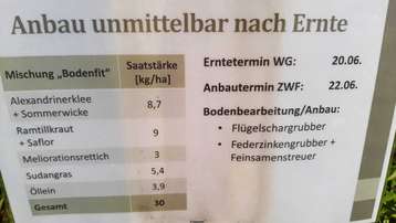 Endrücke vom ZWF-Versuch: gleiche Mischung bei verschiedenen Anbauterminen/-Verfahren, Standort Steinhaus, 11. Oktober 2024