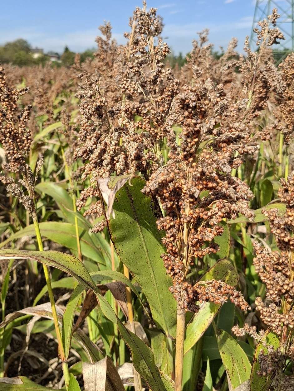 Körnersorghum Landessortenversuch 2024.jpg © BWSB/Falkensteiner