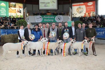 Zentrale Körung Brillen und Steinschaf