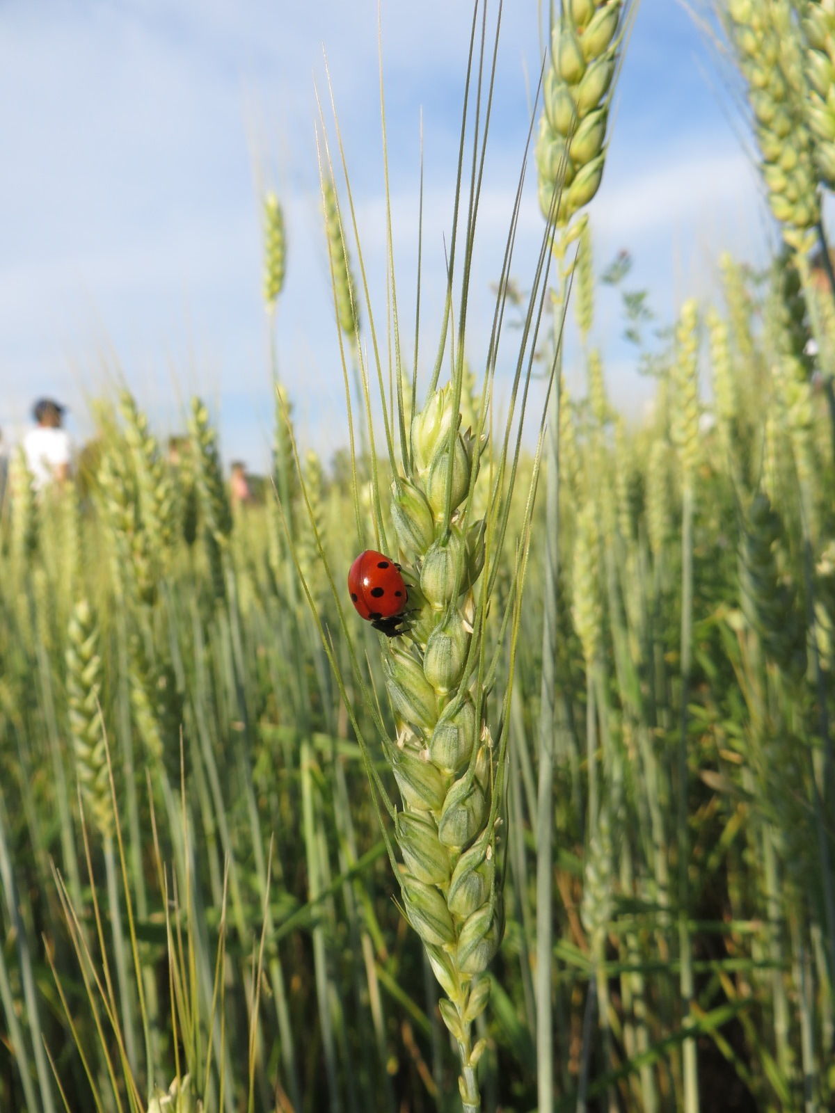 Marienkäfer (c) Wutte Helmut.jpg © Wutte Helmut