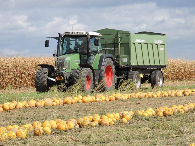 Kürbisernte_LK OÖ_klein.jpg © Landwirtschaftskammer OÖ