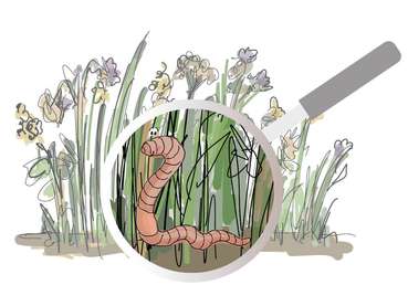 Biodiversität_Regenwurm Grünbrache.jpg © Eva Kail/LK Niederösterreich