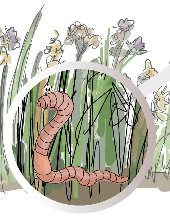 Biodiversität_Regenwurm Grünbrache.jpg © Eva Kail/LK Niederösterreich Biodiversität_Regenwurm Grünbrache.jpg © Eva Kail/LK Niederösterreich
