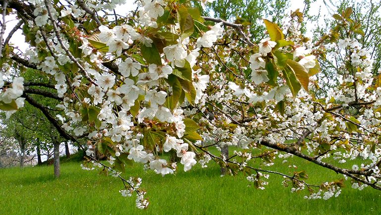 Kirschblütenflor © LK Vbg.