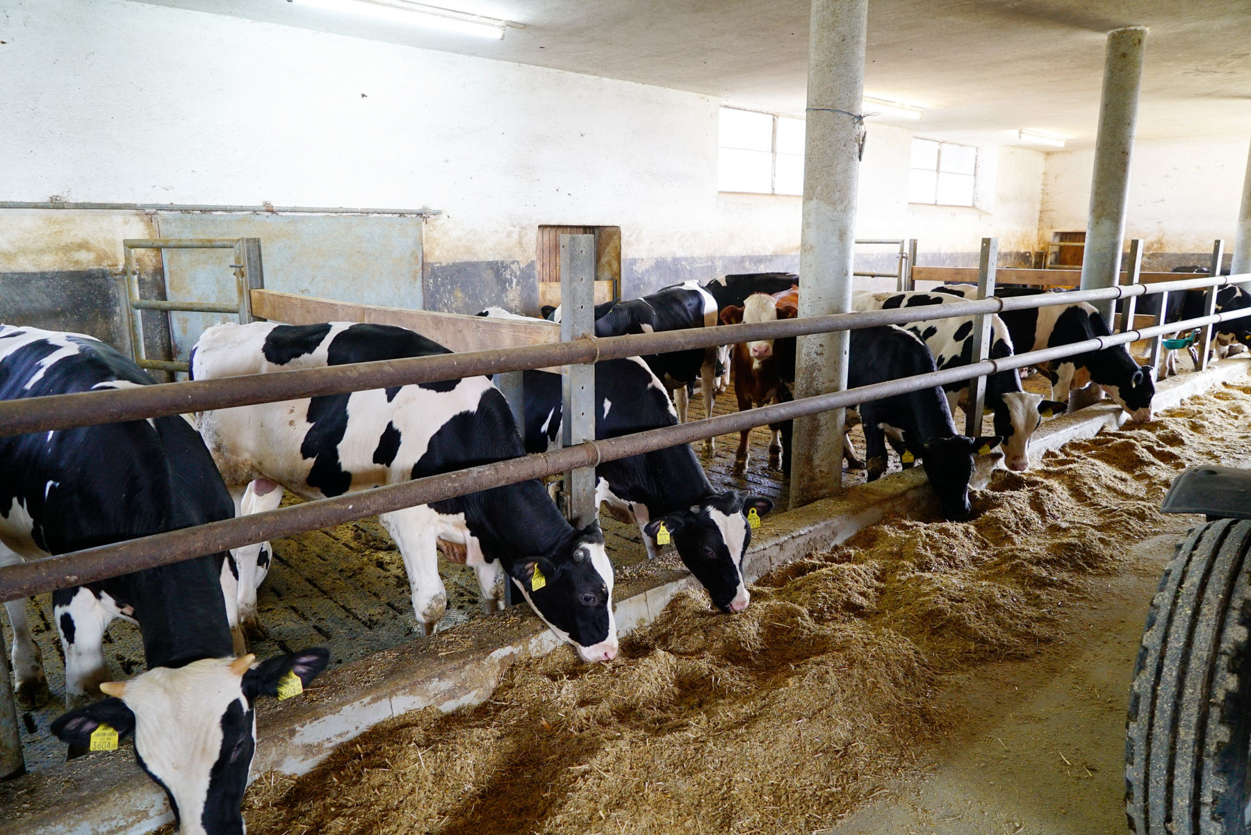 Bei der Kalb-Rosé-Mast braucht‘s Feingefühl: Müller in Öllersdorf, Burgkirchen.jpg © Kronreif Bei der Kalb-Rosé-Mast braucht‘s Feingefühl: Müller in Öllersdorf, Burgkirchen.jpg © Kronreif