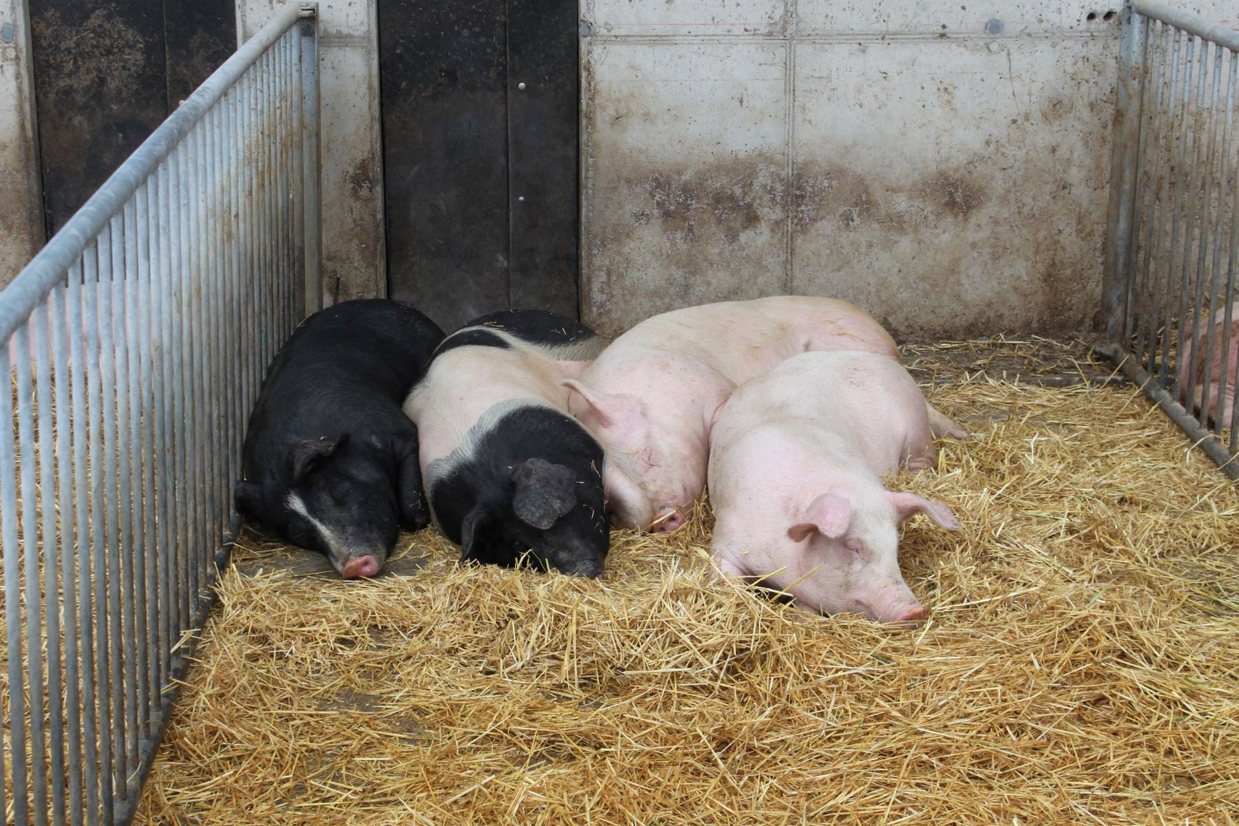 Schweine tierfreundlich.jpg © Mak Schweine tierfreundlich.jpg © Mak