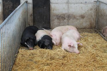 Schweine tierfreundlich.jpg © Mak Schweine tierfreundlich.jpg © Mak