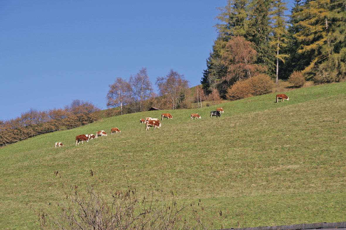 So wintert man das Grünland richtig ein.jpg