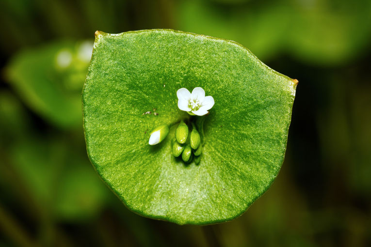 Winter Gemüse Postelein (c) Adobe Stock.jpg © AdobeStock/Natur im Garten