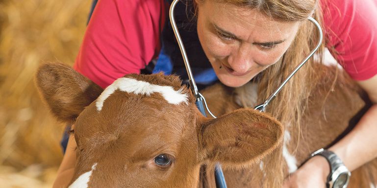 Land fördert  Tiergesundheit mit einer Million Euro © AdobeStock/135pixels