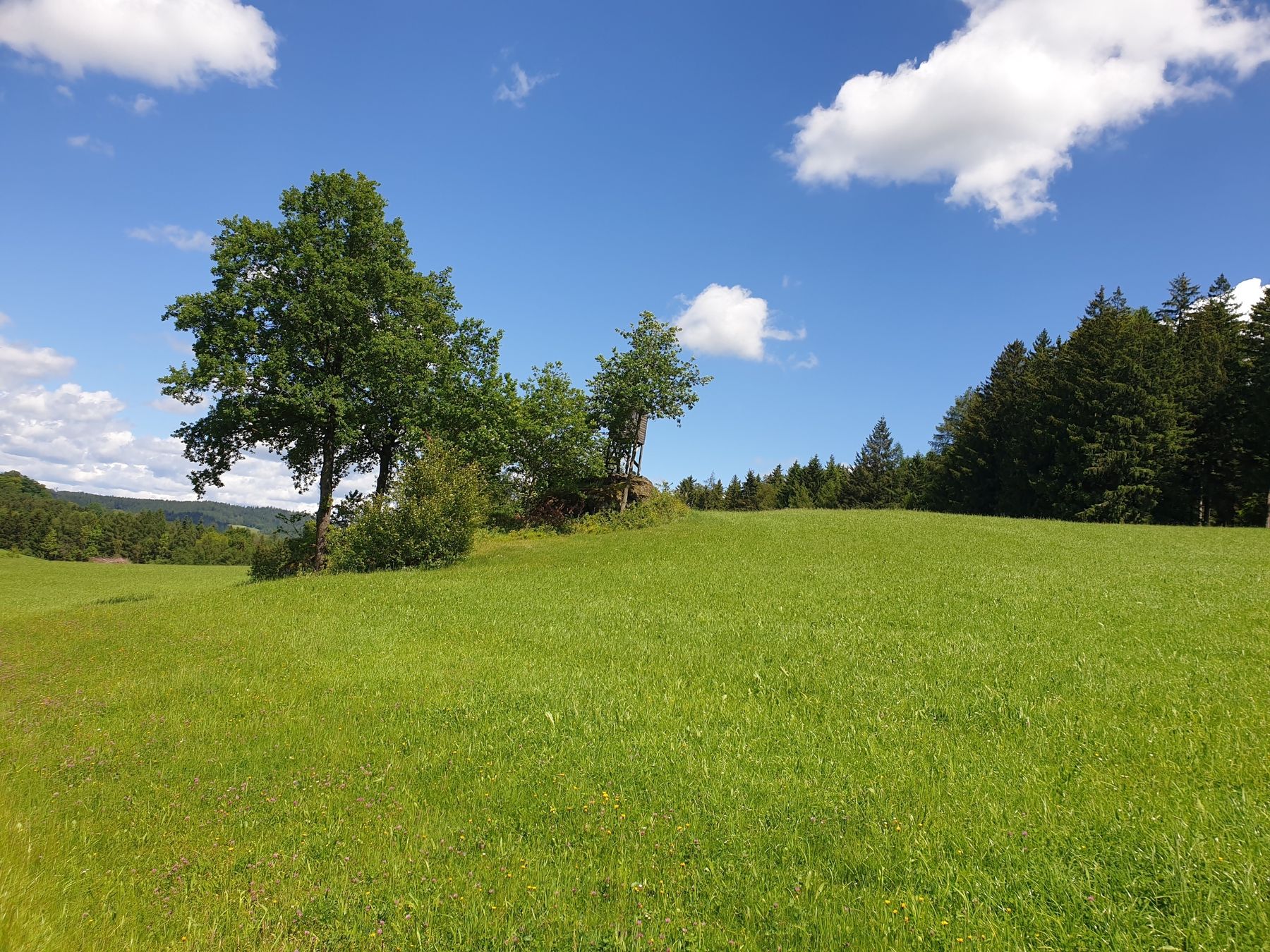 2024 Landschaft Mühlviertel.jpg