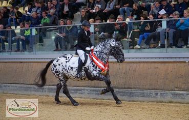 Liesa ARGE_NO_BJS_2024-236.jpg © Landes-Pferdezuchtverband Kärnten Liesa ARGE_NO_BJS_2024-236.jpg © Landes-Pferdezuchtverband Kärnten