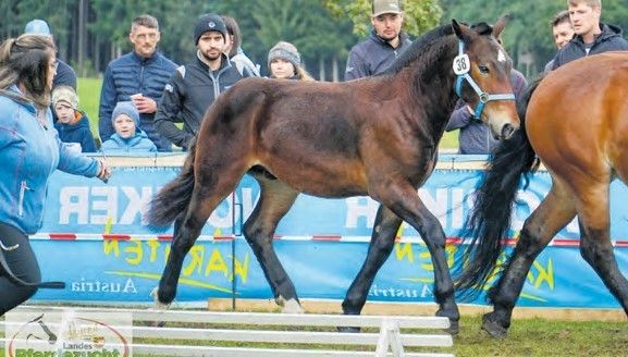 Fohlen Ossiacher Tauern.jpg © Wuzella/ LPZV Kärnten