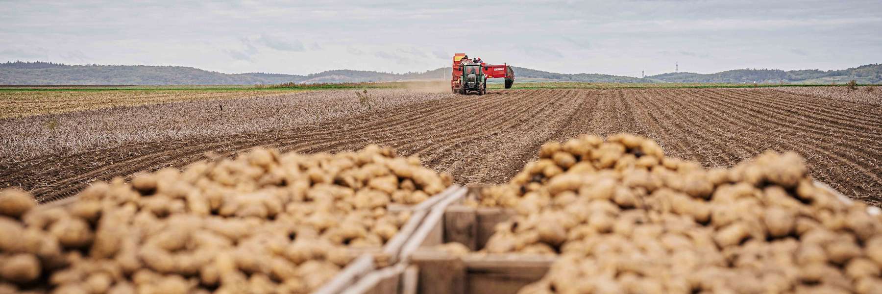 Foto 3_Erdäpfelernte.jpg © Georg Pomaßl/LK Niederösterreich