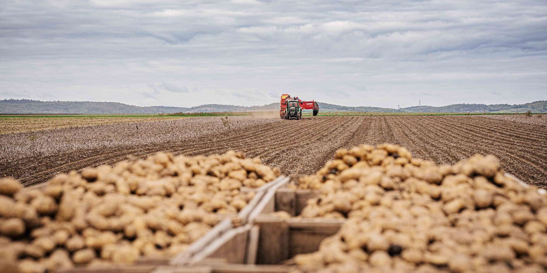Foto 3_Erdäpfelernte.jpg © Georg Pomaßl/LK Niederösterreich
