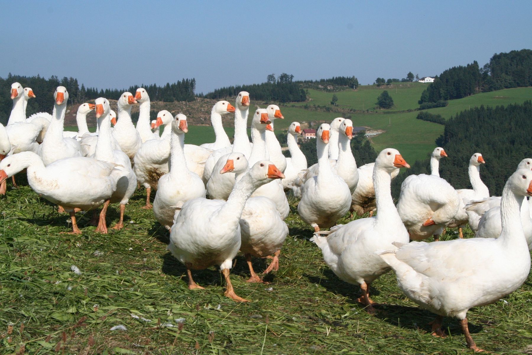 Gänse auf der Weide_LK OÖ.jpg © Landwirtschaftskammer OÖ