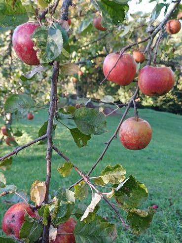 GARTENTIPP_Roter_Boskoop1.jpg © LK OÖ/Strebl