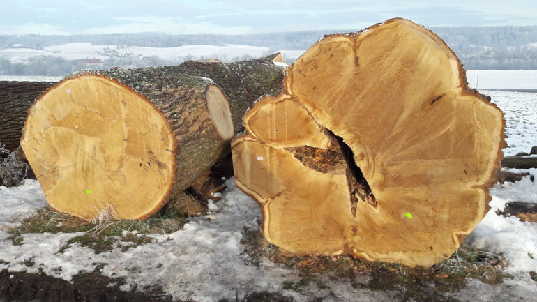 Submissionstaugliche Stämme müssen bis Ende November beim Waldhelfer oder Forstberater gemeldet werden.jpg