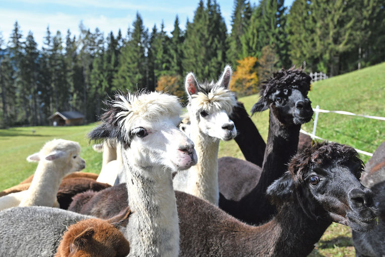 Alpaka-Alm.jpg © Christine Mooslechner Alpaka-Alm.jpg © Christine Mooslechner