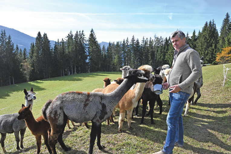 Alpaka-Alm.jpg © Christine Mooslechner Alpaka-Alm.jpg © Christine Mooslechner