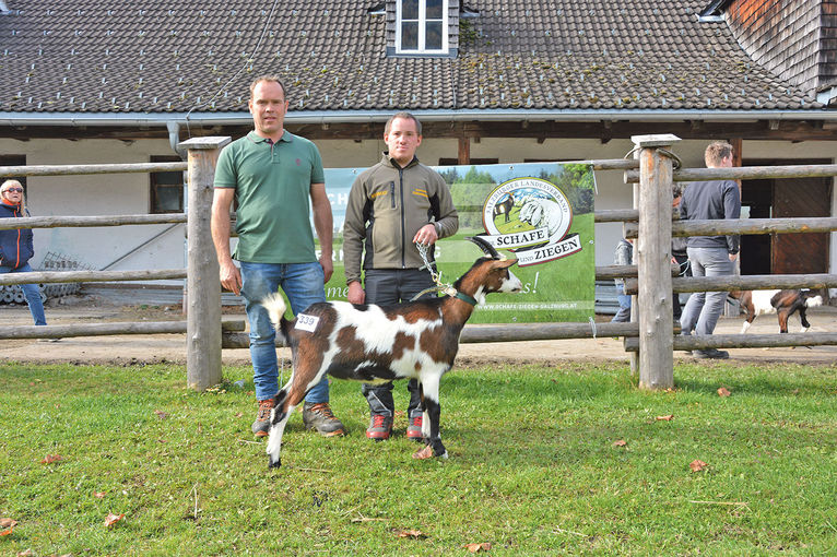 Auftriebsrekord bei Versteigerung in Maishofen	.jpg © Salzburger Landesverband für Schafe und Ziegen Auftriebsrekord bei Versteigerung in Maishofen	.jpg © Salzburger Landesverband für Schafe und Ziegen